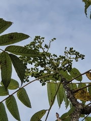 Zanthoxylum ailanthoides