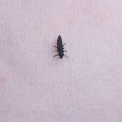 Harmonia axyridis