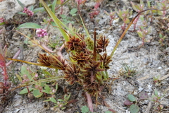 Cyperus squarrosus