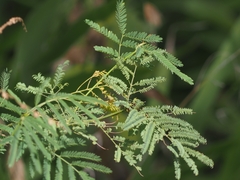 Desmanthus illinoensis