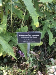 Abelmoschus manihot