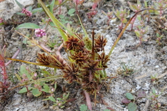 Cyperus squarrosus