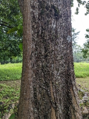 Pochota fendleri