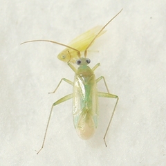 Blepharidopterus provancheri