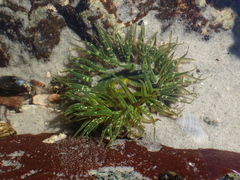 Anthopleura artemisia