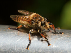 Promachus yesonicus