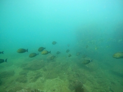 Acanthurus xanthopterus