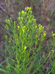 Gutierreziinae