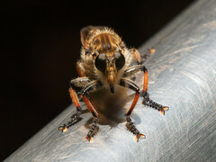 Promachus yesonicus