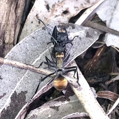 Polyrhachis ammon