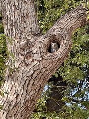 Megascops kennicottii