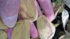 Uvularia grandiflora