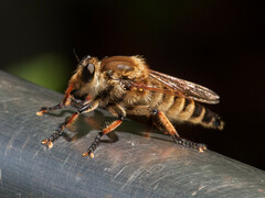Promachus yesonicus