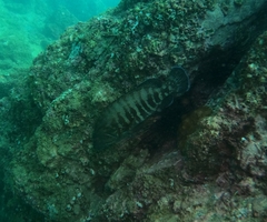 Cephalopholis panamensis