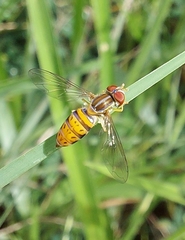 Toxomerus pulchellus