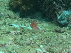 Cirrhitichthys oxycephalus