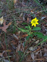 Berlandiera subacaulis