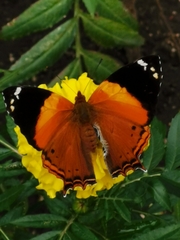 Hypanartia godmanii