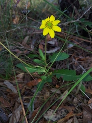 Berlandiera subacaulis