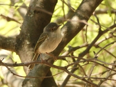 Hemitriccus margaritaceiventer