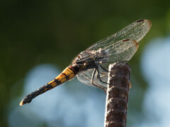 Orthetrum melania melania