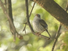 Hemitriccus margaritaceiventer