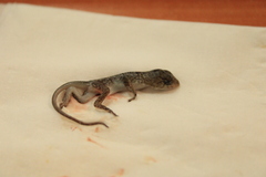 Sceloporus albiventris
