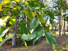 Prunus serotina