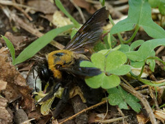 Xylocopa appendiculata circumvolans