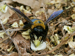 Xylocopa appendiculata circumvolans