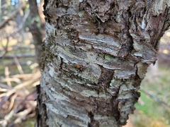 Prunus serotina