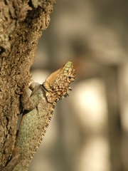 Tropidurus spinulosus