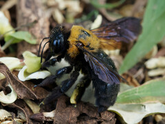Xylocopa appendiculata circumvolans