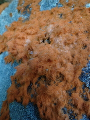 Trentepohlia