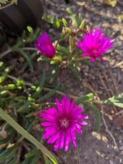 Delosperma