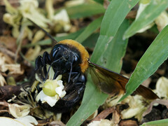 Xylocopa appendiculata circumvolans