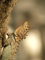 Tropidurus spinulosus
