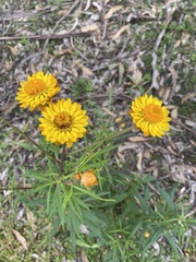 Xerochrysum
