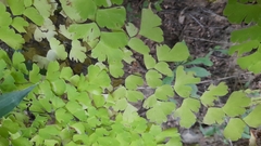 Adiantum capillus-veneris
