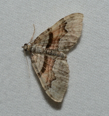 Xanthorhoe packardata