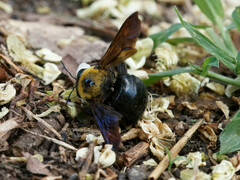 Xylocopa appendiculata circumvolans