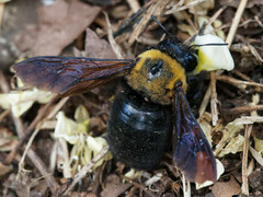 Xylocopa appendiculata circumvolans