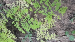Adiantum capillus-veneris
