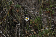 Anthemis maritima
