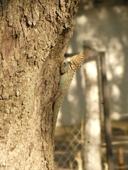 Tropidurus spinulosus