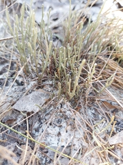 Selaginella arenicola