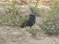 Cyanoloxia brissonii