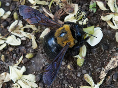 Xylocopa appendiculata circumvolans