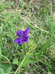 Ruellia lactea