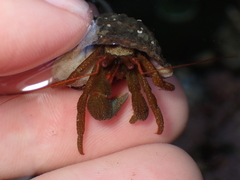 Pagurus granosimanus